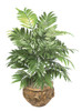 P-260
3' Neathebella Palm
Decorative Pot Sold Separately