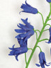 Close up of Dark Blue Bell Flowers