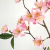 Closer up of Pink Color Cherry Blossom Branch