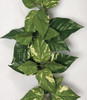 Fire Retardant Pothos Leaves
Green/Cream