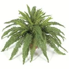 PR-110390 - Fire Retardant
42" W Boston Fern
Decorative Pot Sold Separately