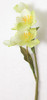 Close Up of Tuberose Flower