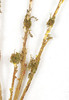 Close Up of Moss Tipped Stems