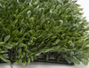 Sideview of English Boxwood Mat - 3.5" Height