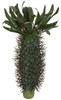 A-622
10.5" Madagascar Palm Cactus
Green w/ Dark Green needles