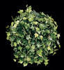P-862
14" Medium Ivy Ball
Green