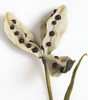 Close Up of Seed Pod