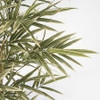 Close Up of Variegated Green/Cream Leaves