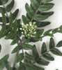 Close Up of Acacia Leaves and Seeds