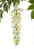 Close Up of  Cream/White Wisteria Flower