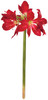 P-131090
29"  Amaryllis Stem Red