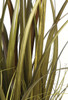 Close Up of Grass Blades