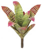 P-173650
15" Bromeliad Plant
Green/Red/Burgundy