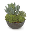 A-76010
5" Potted Succulents