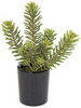 A-110860
17" Potted Succulent
with Black Pot