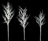 Snowy Populus Trees From 42", 60" , and 80" Tall