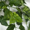 Close Up of Pothos Leaf