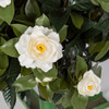 Close Up of White Gardenia