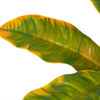 Close Up Artificial Croton Plant for Outdoor Use