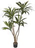 Cordyline Plant on Natural Wood Trunks