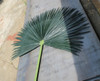 Close Up of Fan Palm