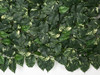 Close Up of Pothos Leaves