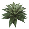 A-164356
28" Outdoor Agave Plant