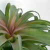 Green Tillandsia with Pink Center