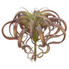 A-182490
11.5" Tillandsia Air Plant