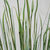 Close Up of Grass Mixed with Equisetum