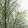 Closeup of Long Needle Pine