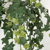 Close Up of Variegated Green Leaves