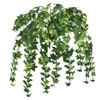 A-186035 - 24" English Ivy Bush 
 Variegated Green/Yellow