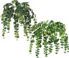 24" English Ivy Bush - Variegated Green or Green/Yellow