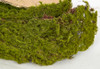 Close Up of Moss