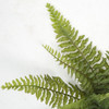 Close Up of Fern Leaves