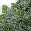 Closeup of Fittonia Leaf Mat