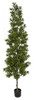 A-181680
7' Podocarpus Tree