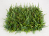 A-185575 - Regular Fern Mat