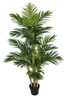 5.5' Parlour Palm Tree
in Non-decorative weighted base