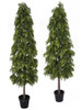 6' or 7' Potted Hinoki Cypress Shrub Trees