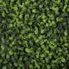 Close Up of Boxwood Leaves