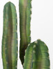 Blue Saguaro Cactus Close UP