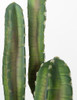 Sunset Saguaro Cactus Plants in Blue/Green Color - 54 Inch or 70 Inch Sizes