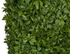 Close Up of Schefflera Leaf