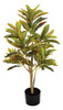 3' Croton Plant