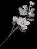 40" Flocked Magnolia Spray with White Flowers