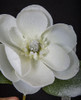 29 Inch White Frosted Magnolia Spray