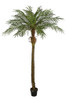 A-160240 
7' Phoenix Palm Tree