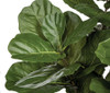 Close Up of Fiddle Leaf Fig Leaves